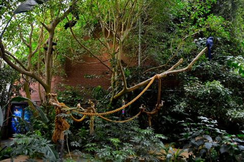 Image of a jungle featuring large green leaves, vines, and tropical birds