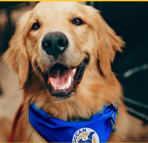 Golden retriever from QCCAN