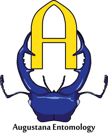 Pincher-type beetle holding the Augustana A logo with its pinchers