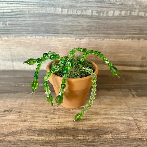 Green bead succulent with wooden background
