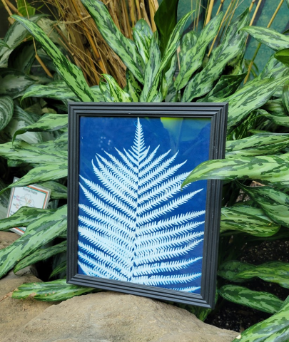 Image of a cyanotype print