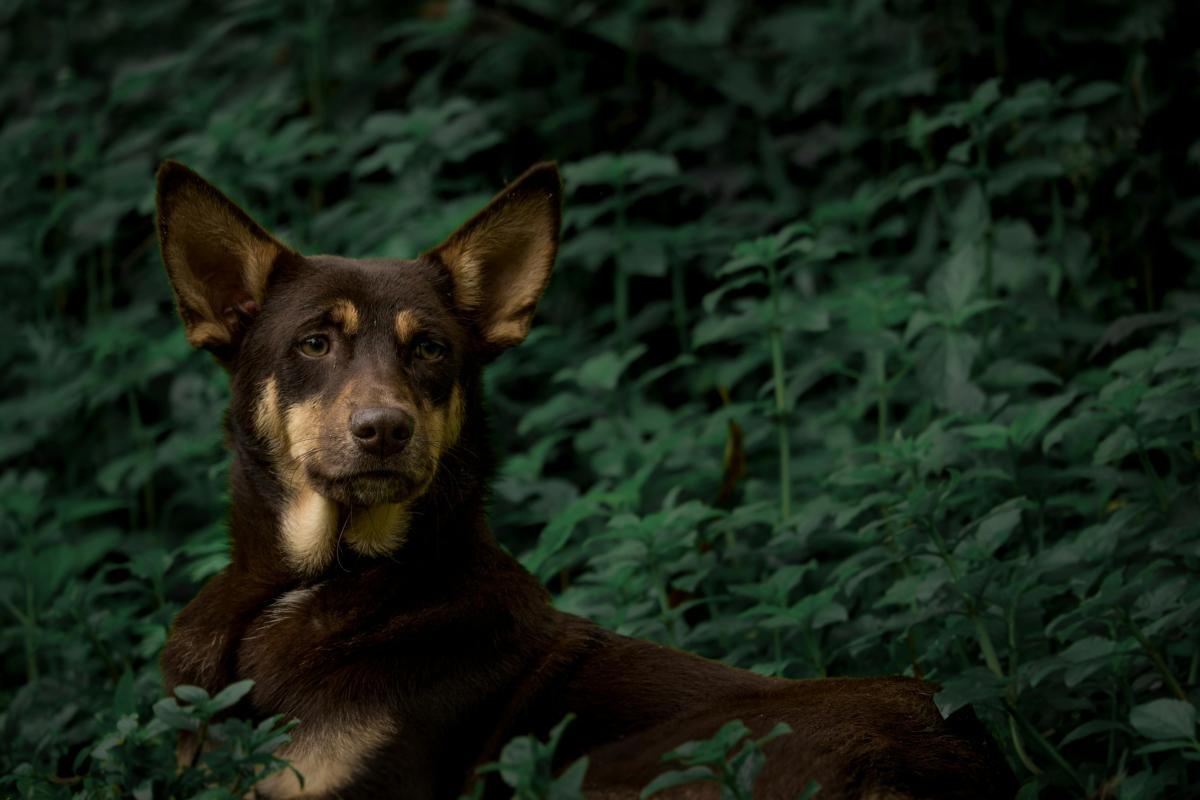 A brown and tan dog standing in front of green foliage.