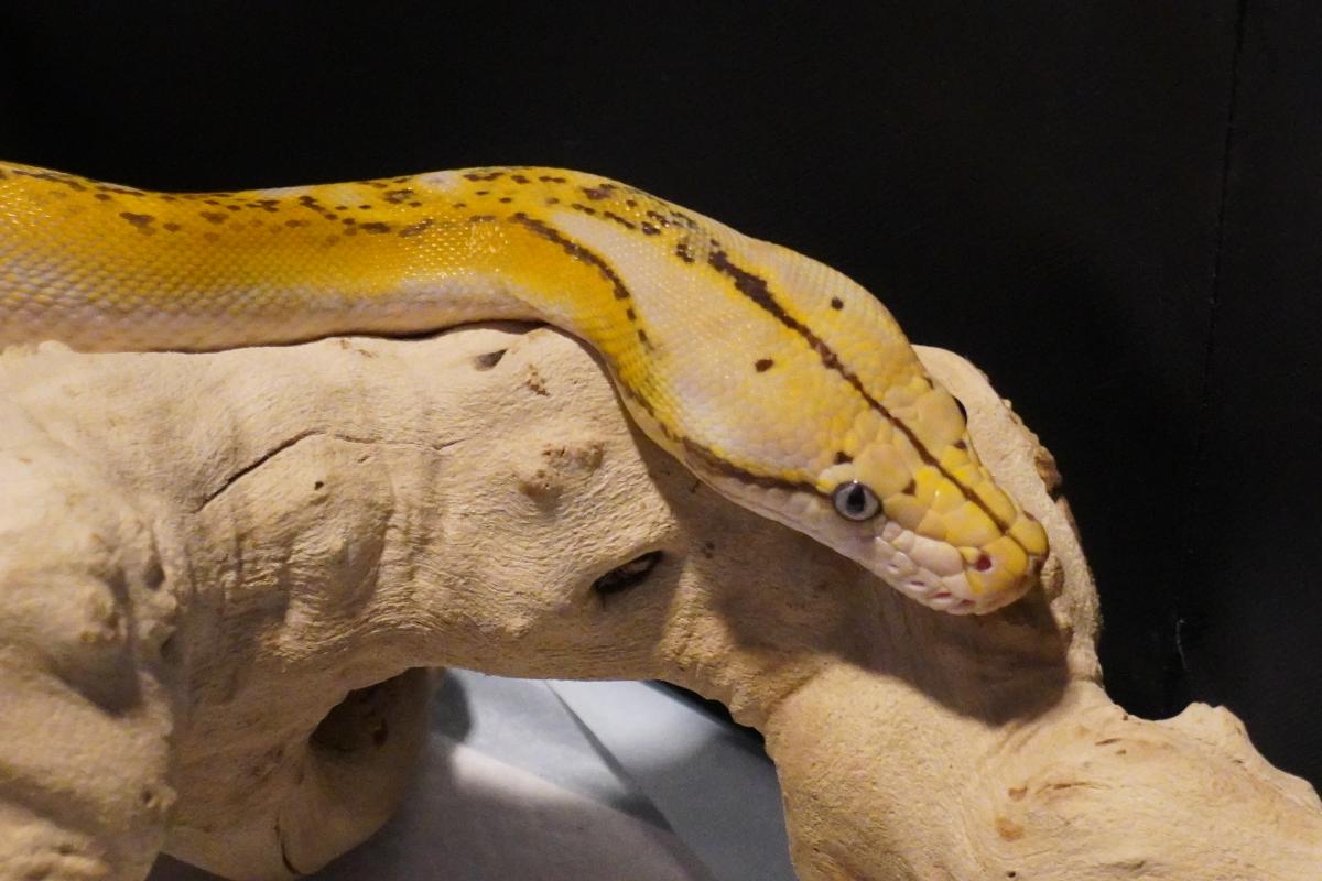 Yellow snake draped across a light colored branch.