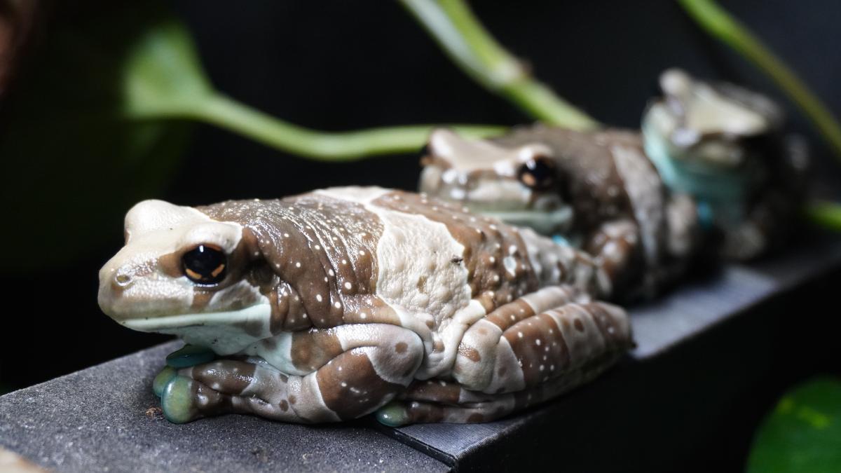 3 tan and brown toads