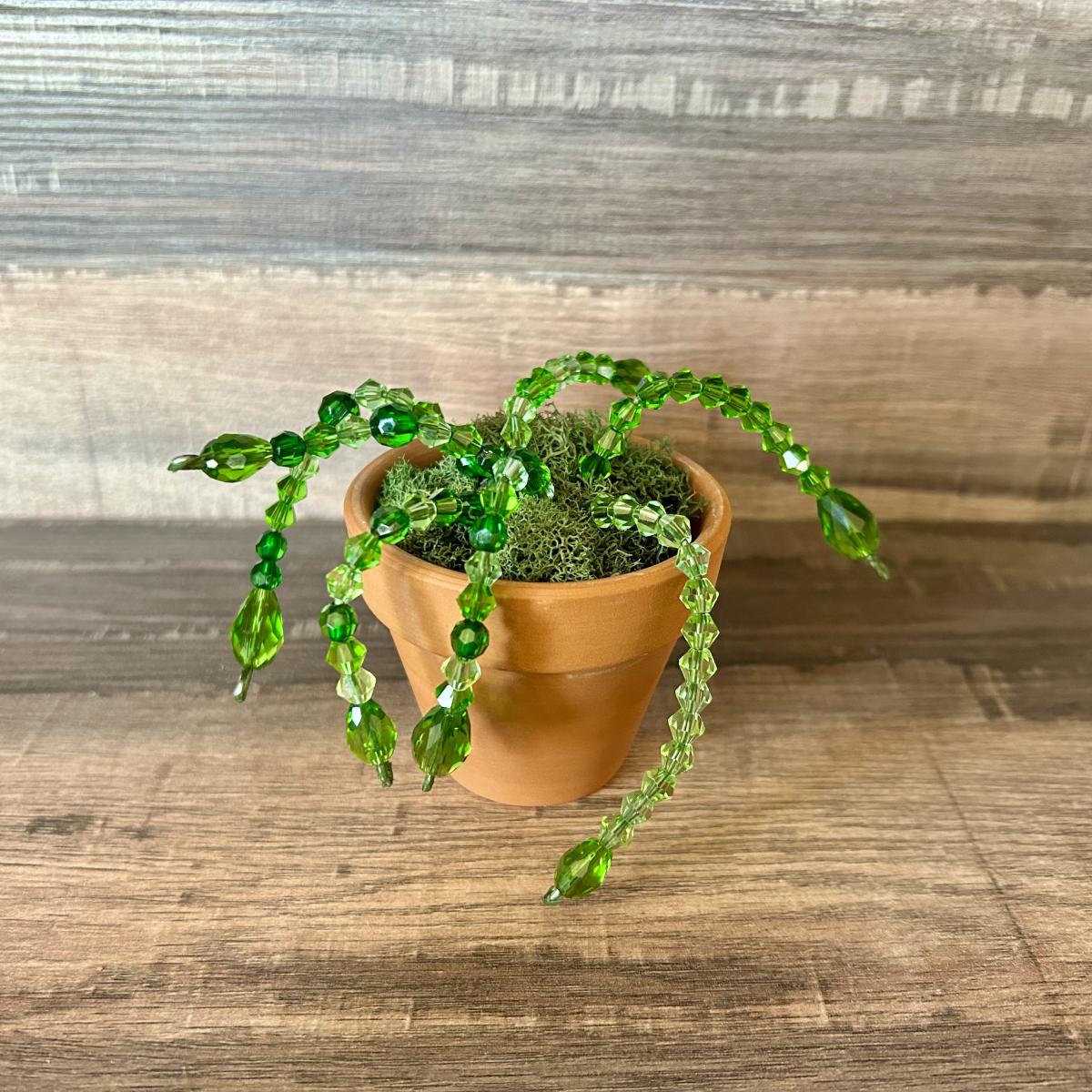 Green bead succulent with wooden background